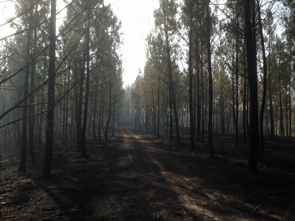 Pinhal do Alto da Chã, após os incêndios de 2017