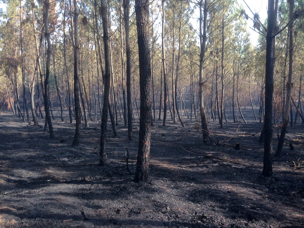 Em Vale do Forno, após os incêndios de 2017